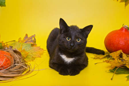 Beautiful black kitten with autumn leaves on Halloweenの写真素材