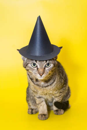 Beautiful gray kitten in a black wizard hat on Halloweenの写真素材