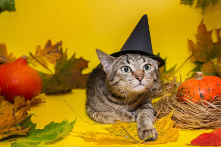 Beautiful gray kitten with autumn leaves on Halloweenの写真素材