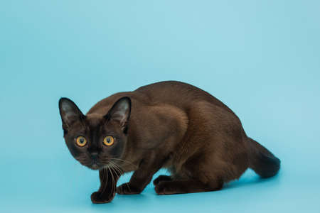 American Burmese cat on a blue backgroundの写真素材