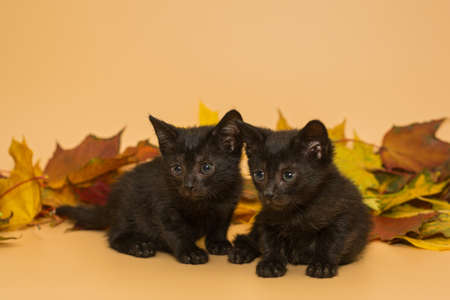 Two small black kittens and autumn leaves on a yellow backgroundの写真素材