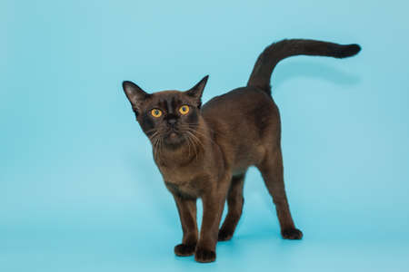American Burmese cat on a blue backgroundの写真素材