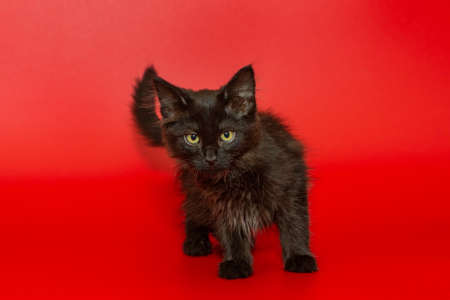 Small Maine Coon kitten on a red backgroundの写真素材
