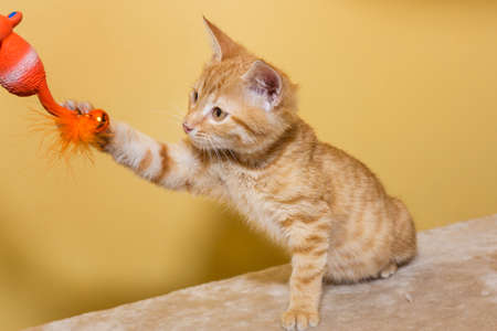 Small red kitten plays with a toy on a scratching postの写真素材