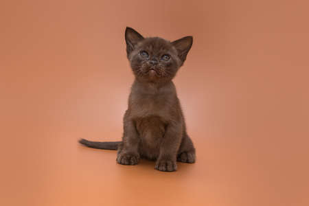 Small chocolate-colored kitten, European Burmese breed, on a brown backgroundの写真素材