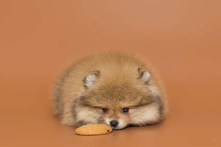 Small Pomeranian puppy and cookies on a brown backgroundの写真素材