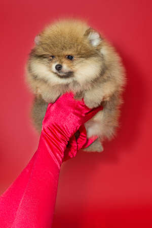Pomeranian puppy in women's hands in red glovesの写真素材