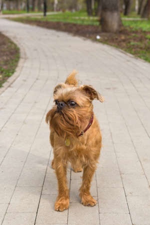 Dog of the Brussels Griffon breed walks in the spring parkの写真素材