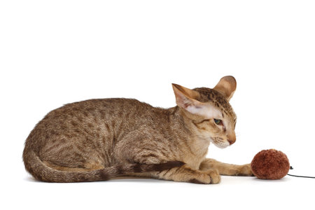 Small oriental kitten in chocolate color, isolated on a white backgroundの写真素材