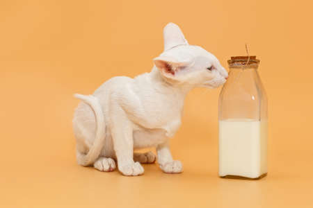 Oriental kitten and a bottle of milk on a yellow backgroundの写真素材