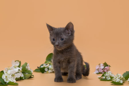 Small gray kitten and flowers on a yellow backgroundの写真素材