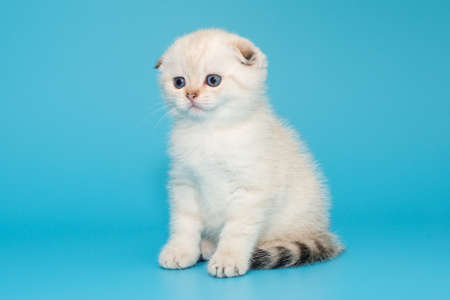 Scottish fold kitten white on a blue backgroundの写真素材