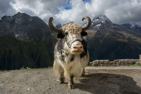 Yak on the background of the snow-capped mountains of the Caucasusの写真素材