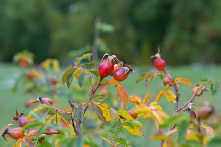 Ripe rosehip berries on the background of autumn nature in the Caucasus mountains, Russiaの写真素材