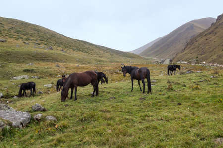 Herd of horses grazing in a high mountain gorgeの写真素材