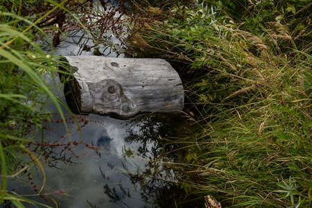 Fragment of a tree floats in a pond among tall grassの写真素材