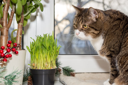 Big gray cat on the windowsill and cat grass in a potの写真素材