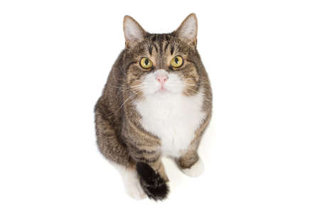 Portrait of a large gray cat, the cat looks up. Isolated on a white background