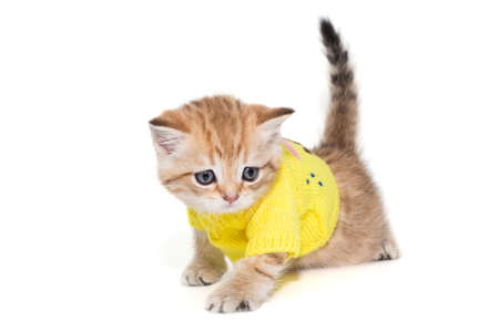 Small Scottish kitten in a yellow sweater, isolated on a white backgroundの写真素材