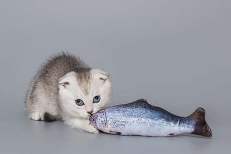 Small fold-eared Scottish kitten and fish toy on a gray backgroundの写真素材
