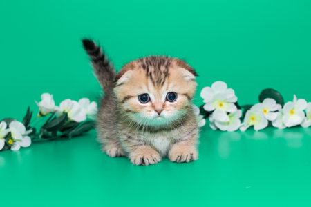 Scottish kitten and white spring flowers on a green backgroundの写真素材