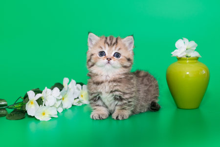 Scottish kitten and white spring flowers on a green backgroundの写真素材