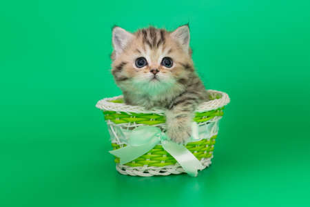 Scottish fold kitten on a green background. Funny kitten is sitting in a basket.の写真素材