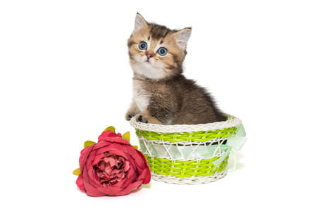 Small Scottish kitten in a basket and a red flower, isolated on a white background.の写真素材