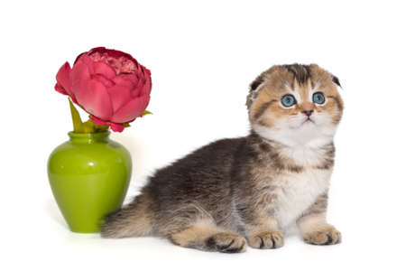 Small Scottish fold kitten and a flower in a green vase, isolated on a white background.の写真素材