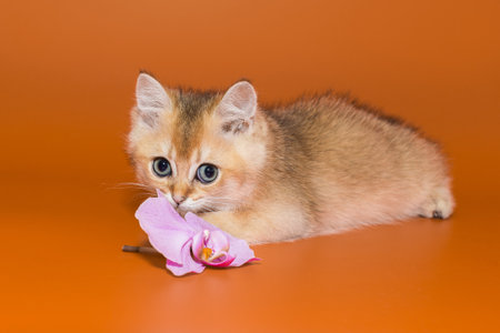 Scottish kitten and an orchid flower on an orange backgroundの写真素材