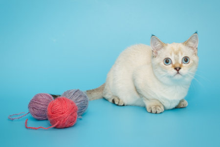White Scottish kitten on a blue background and balls of multicolored woolの写真素材