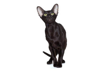 Black oriental cat stands on a white background, isolated