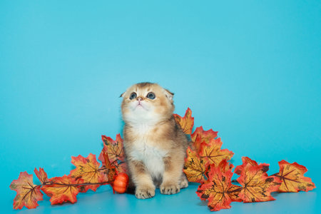 Small, Scottish fold kitten and autumn leaves on a blue backgroundの写真素材