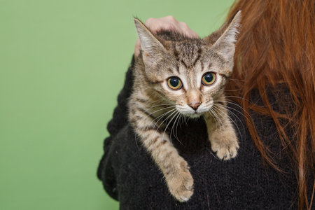 Small stray kitten on the shoulder of a female shelter volunteerの写真素材