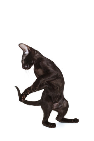 Black oriental kitten plays and dances, isolated on a white backgroundの写真素材