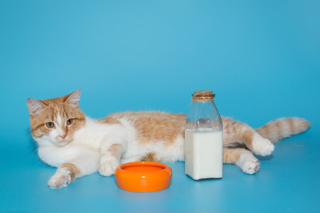 Big red cat lies next to a bowl and a bottle of milk, on a blue backgroundの写真素材