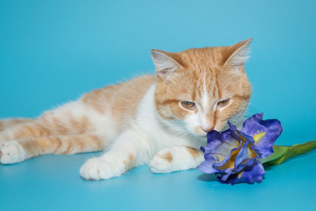 Beautiful red cat and a flower on a blue backgroundの写真素材