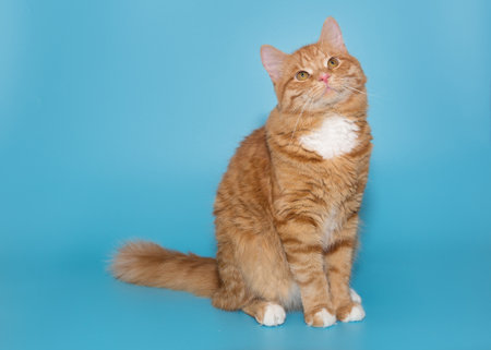 Portrait of a big red cat on a blue background, the cat looks upの写真素材
