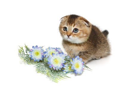 Small Scottish kitten and a bouquet of flowers, isolated on whiteの写真素材