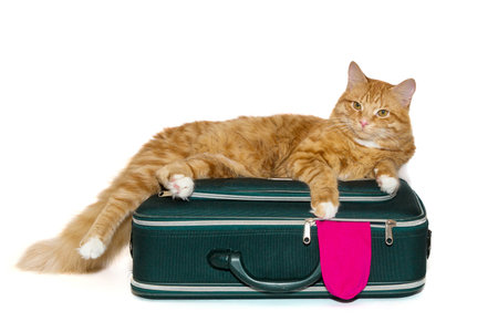 Big cat of red color, lying on a suitcase for traveling. isolated on a white backgroundの写真素材