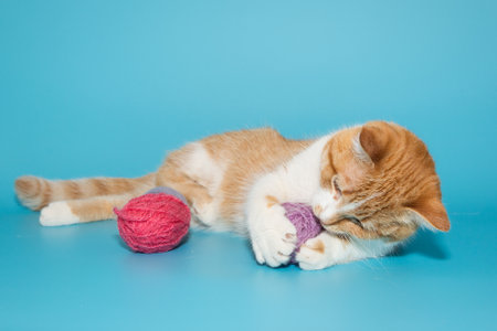 Red and white cat playing with skeins of multicolored wool, on a blue background