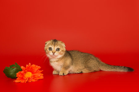 Short-legged, Scottish fold kitten and a flower on a bright red backgroundの写真素材