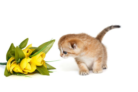Scottish ginger kitten with blue eyes sniffing flowers, isolated on a white backgroundの写真素材