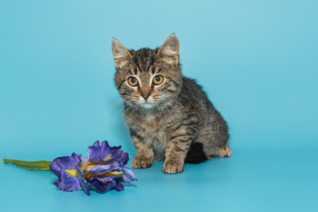 Grey, striped kitten and purple flower on a blue backgroundの写真素材