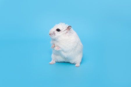 Small, white Dzungarian hamster stands in a funny pose on a blue backgroundの写真素材