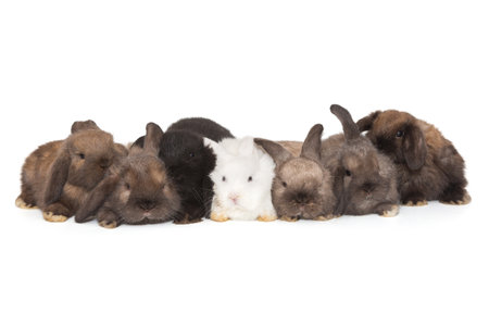 Seven small fold-eared rabbits are sitting in a row, isolated on a white background.の写真素材