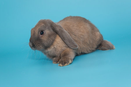 Small decorative rabbit, breed ram, on a blue backgroundの写真素材