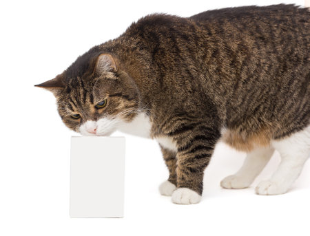 Grey, striped cat and empty package, isolated on a white backgroundの写真素材