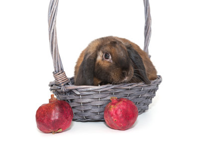 Decorative rabbit in a basket and pomegranates, isolated on a white backgroundの写真素材