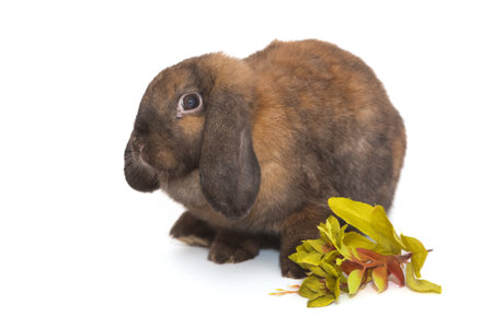 Decorative, small lop-eared rabbit with a green branch, on a white background.の写真素材